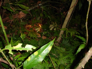 This fer-de-lance slithered away into the bush, and turned to face the intruder.  Note the head of the yellowjaw tommygoff exposed above the vegetation.  Photo by Bob Thomas.